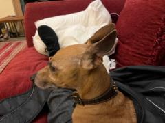 Lucinda Blakiston Houston