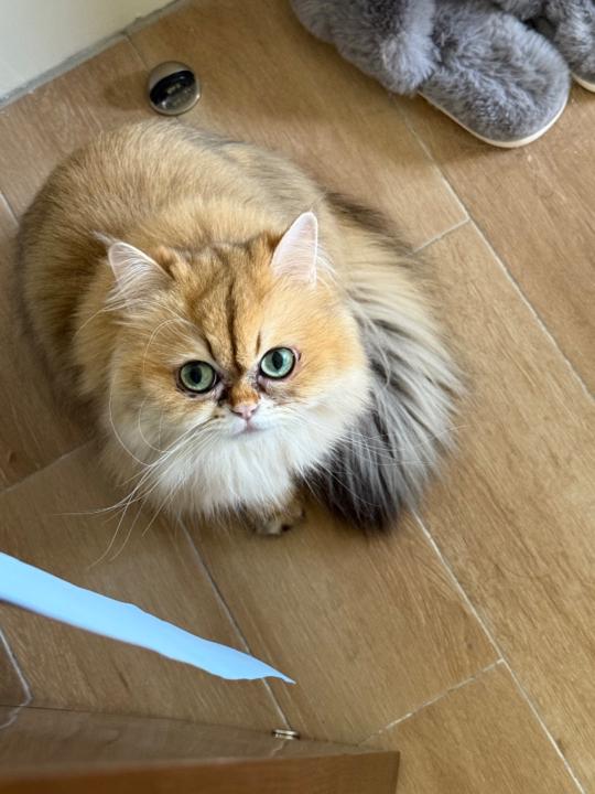 Sunny Ma