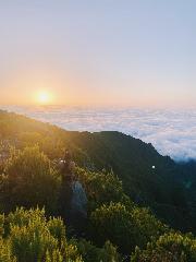 Fallencia Prajasemita