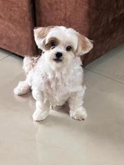 Akki M
