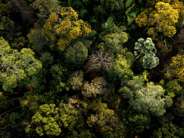 New Post: 6. Amazon Rainforest Dieback – The Dying Lungs of the Planet