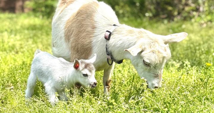 The Everyday Goatkeeper
