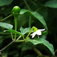 José Guadalupe De la Cruz Borrego