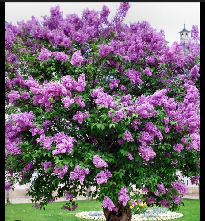 Soumia Moustamir