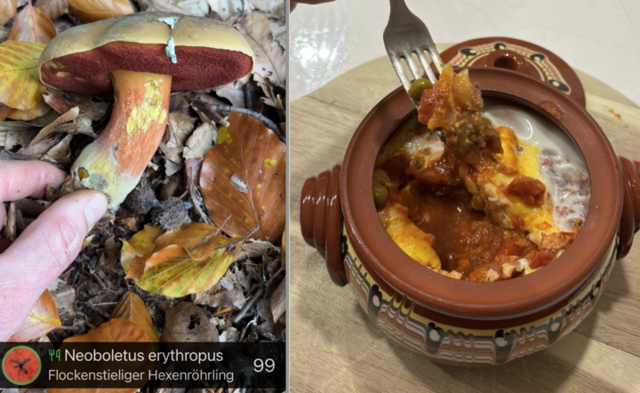 🍄‍🟫 n8n zum Pilzesammeln