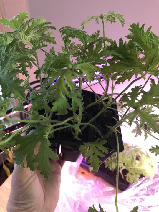 Citronella Has Taken Root!