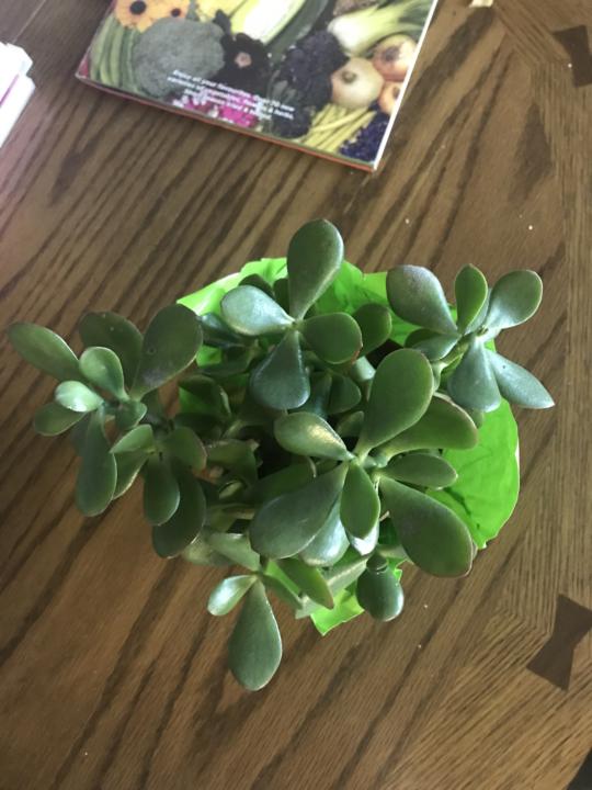 New Plant 