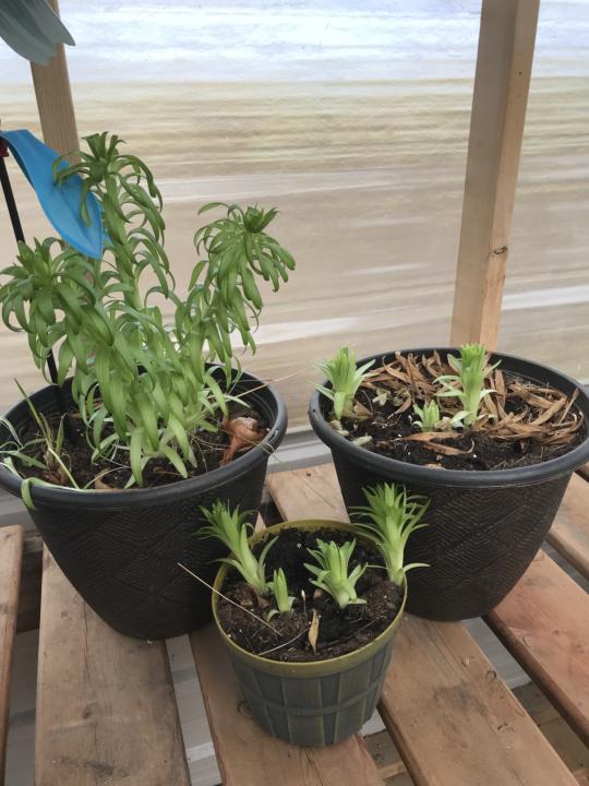 Greenhouse move and clean up.