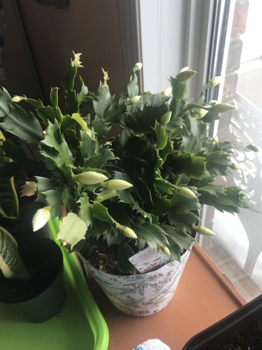 An After-Christmas Cactus 