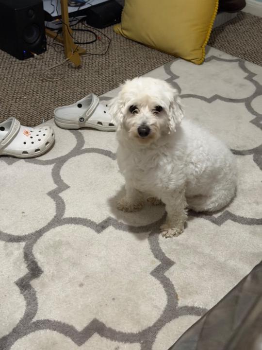 Oluwatomisin Ayankoya