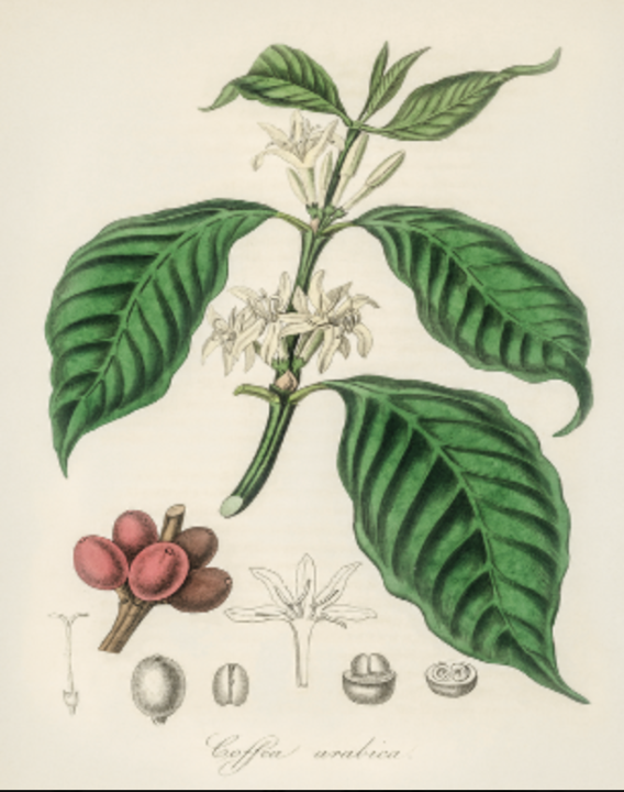 Week 10: The Coffee Plant: Botany Behind the Beverage