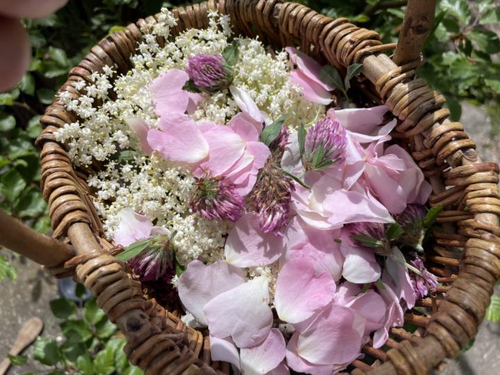 Yesterday’s Foraging for Flowers 🌹 