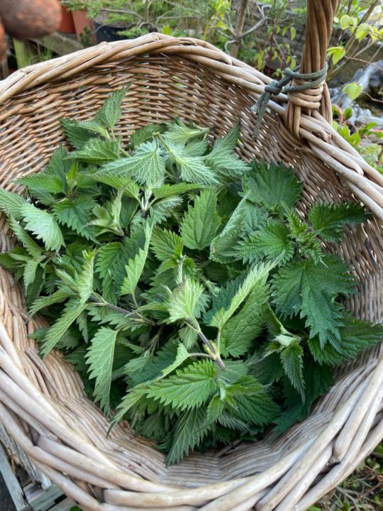 Nettle Puree - Natures Superfood