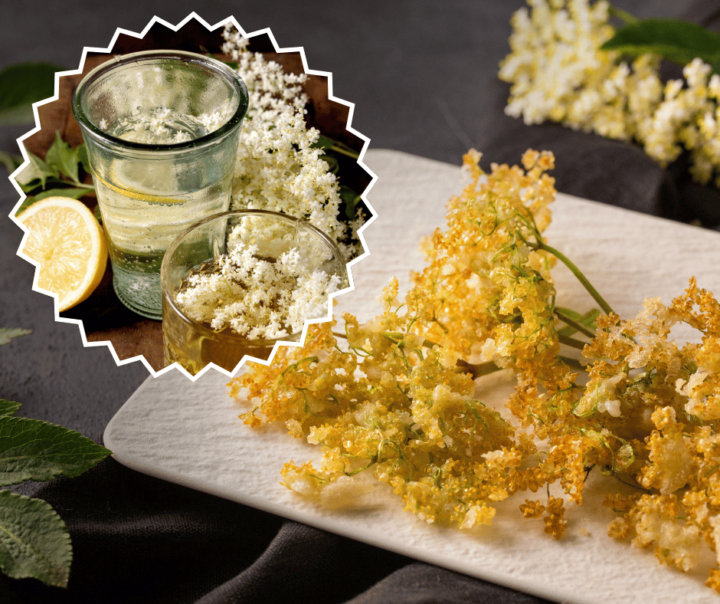 🌿 Elderflower Season is Here 🌿