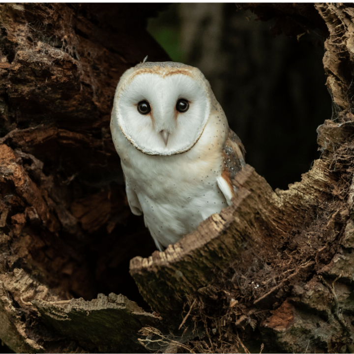 🦉 Barn Owl Magic 🦉