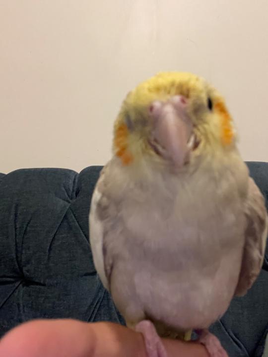 محمد الزهراني