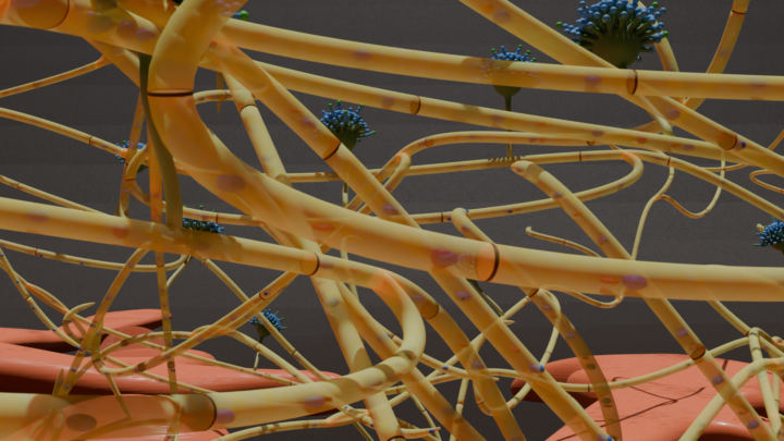 December mini-project - make a fungus