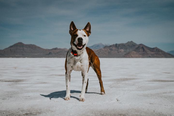 Giavanna Indellicati