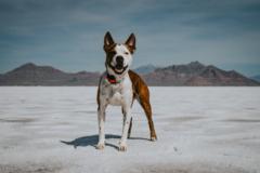 Giavanna Indellicati