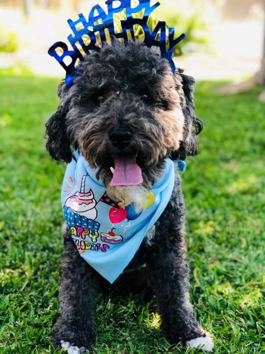 Priscilla Santos Park