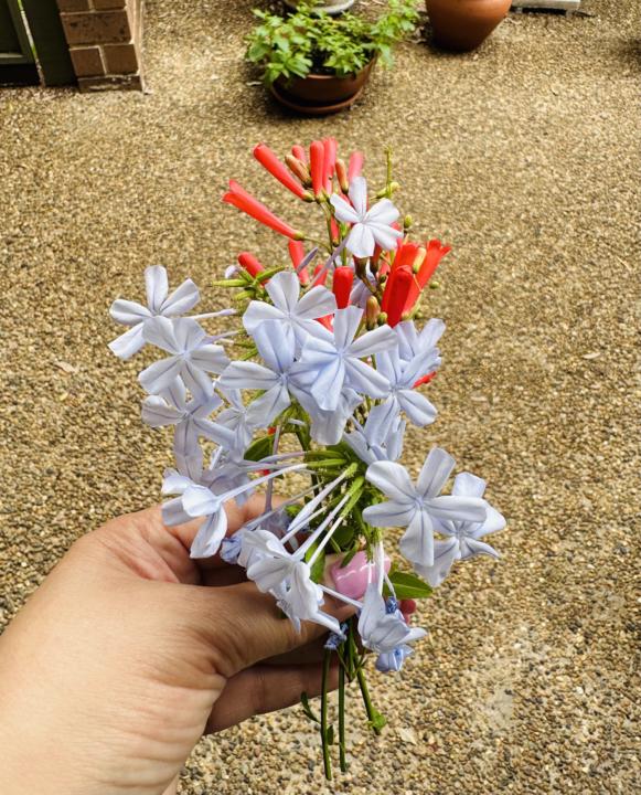 Honouring Nature 🌳