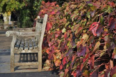 Why I love the Season of Autumn 🍁❤️