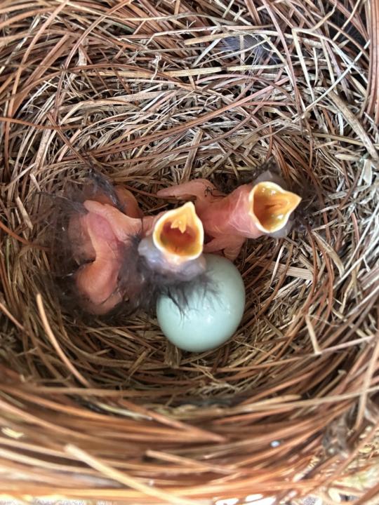 Eastern Bluebird Update 