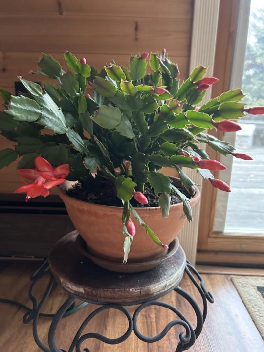 Thanksgiving in March