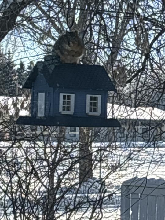 Get off my feeder buddy !