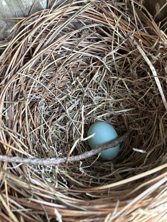 Eastern Bluebirds 