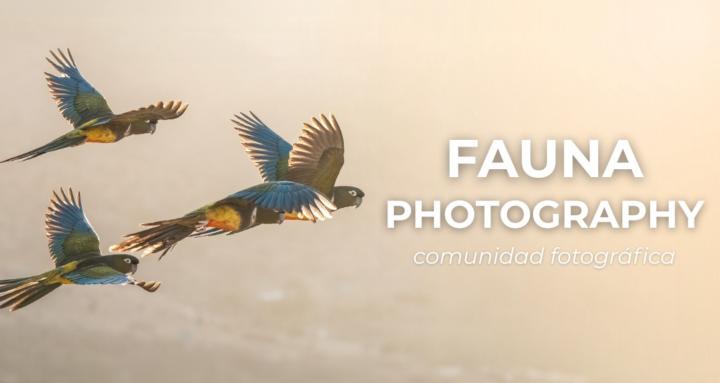 Fauna Photography