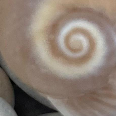 Alessandro Pigliapoco