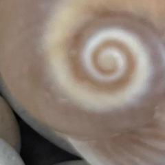 Alessandro Pigliapoco