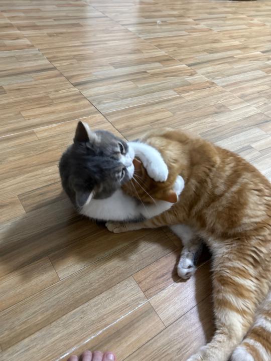 Khanittha Tharawanichakul