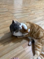 Khanittha Tharawanichakul