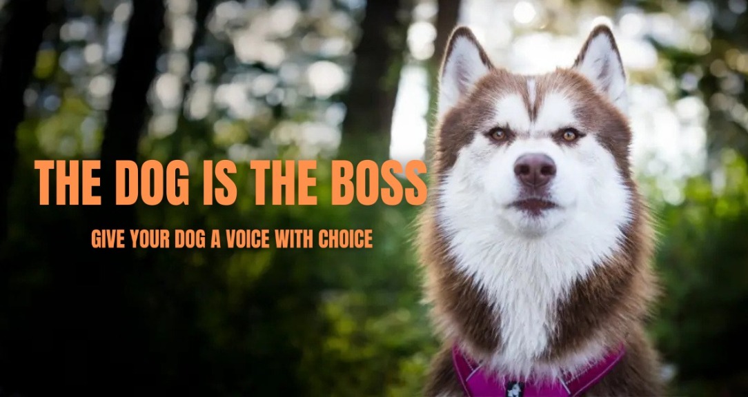 The Dog is the Boss