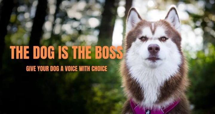 The Dog is the Boss