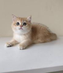 Alankrita Shrivastav