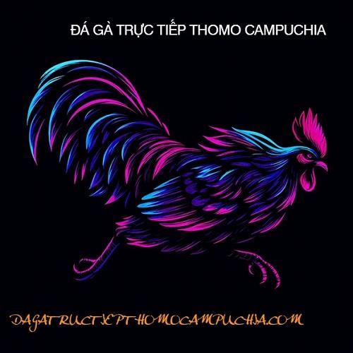 Đá gà trực tiếp Thomo hôm nay