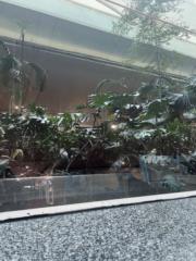 Batsuren Bayarchimeg