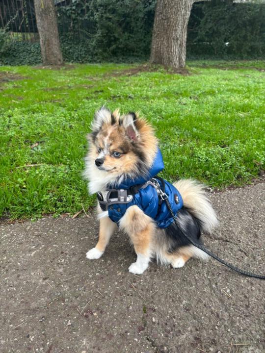 Italian Mom of a Pomsky!