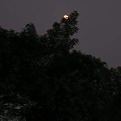 Satyavardhan Shrivastava