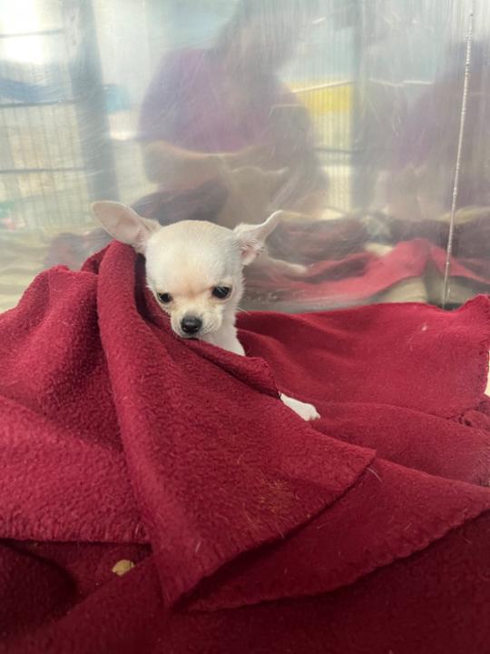 Cristina Amores díaz