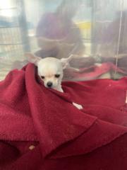 Cristina Amores díaz