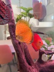 Marisa García Sánchez