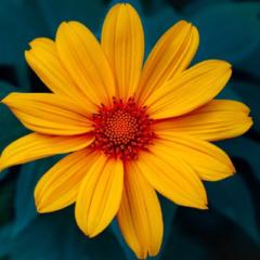 Alayna Farley