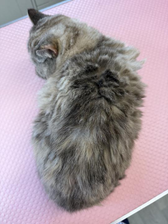 Short hair cats and grooming… GARLIC CLOVE FUR ???….