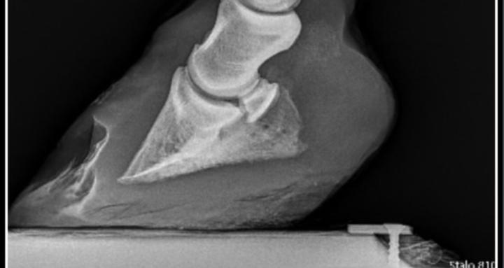 Equine Medicine - Ask a Vet