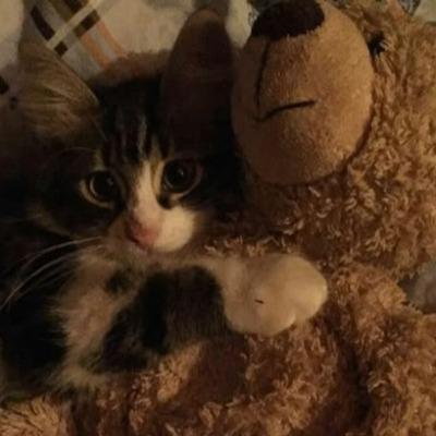 Kkana Bear