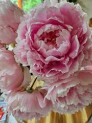 Ramunė Žilinskienė